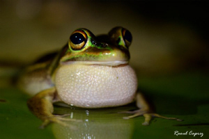A noisy frog ... for my pleasure ! by Raoul Caprez 